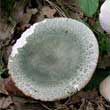 Сыроежка зеленоватая (Russula virescens)