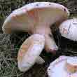 Волнушка белая (Lactams pubescens)