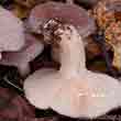 Волнушка болотная (lactarius vietus)
