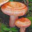 Волнушка розовая (Lactarius vellereus)