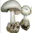 Мухомор белый вонючии (Amanita virosa)