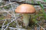 Маслёнок обыкновенный