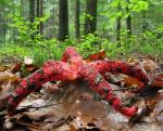 Антурус Арчера (Clathrus archeri)