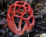 Клатрус красный (Clathrus ruber).