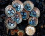 Бокальчик полосатый (Cyathus striatus)