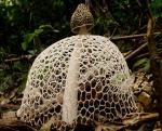 Диктиофора сдвоенная (Dictyophora duplicata)