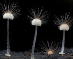 Мицена волосистая (Hairy mycena)