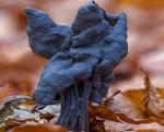 Гельвелла бороздчатая (Helvella lacunosa)