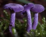 Лаковица аметистовая (Laccaria amethystina)
