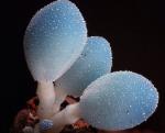 Лерациомицес (лат. Leratiomyces)