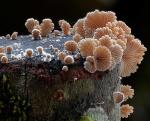 Щелелистник (лат. Schizophyllum commune)