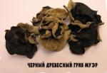 Древесный гриб Муэр