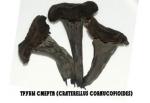 Трубы смерти