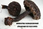 Шишкогриб хлопьеножковый