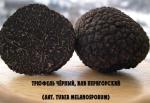 Трюфель чёрный