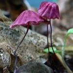 Негниючник (Marasmius pulcherripes)