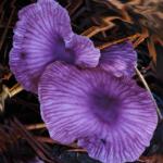 Коллибия, денежка (Collybia iocephala)