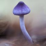 Волоконница земляная (Inocybe geophylla)