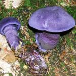 Паутинник фиолетовый (Cortinarius violaceus)