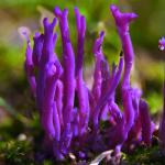Рогатик аметистовый (Clavulina amethystine)