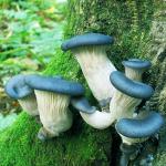 Голубая вешенка (Blue Oyster)