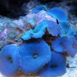 Дискосома (Discosoma Actinodiscus)