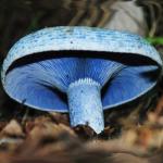 Голубой груздь (Lactarius indigo)