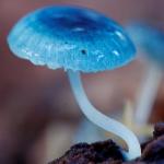 Зонтик синих эльфов (Mycena interrupta)