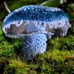 Строфария сине-зеленая (Stropharia aeruginosa)