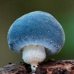 Голубой Лерациомицес (лат. Leratiomyces)