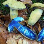 Синяк, гипорус (gyroporus cyanescens)