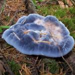 Гиднеллум голубой (hidnellum caeruleum)