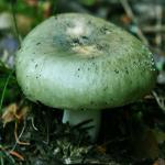 Сыроежка зеленая (Russula aeruginea)